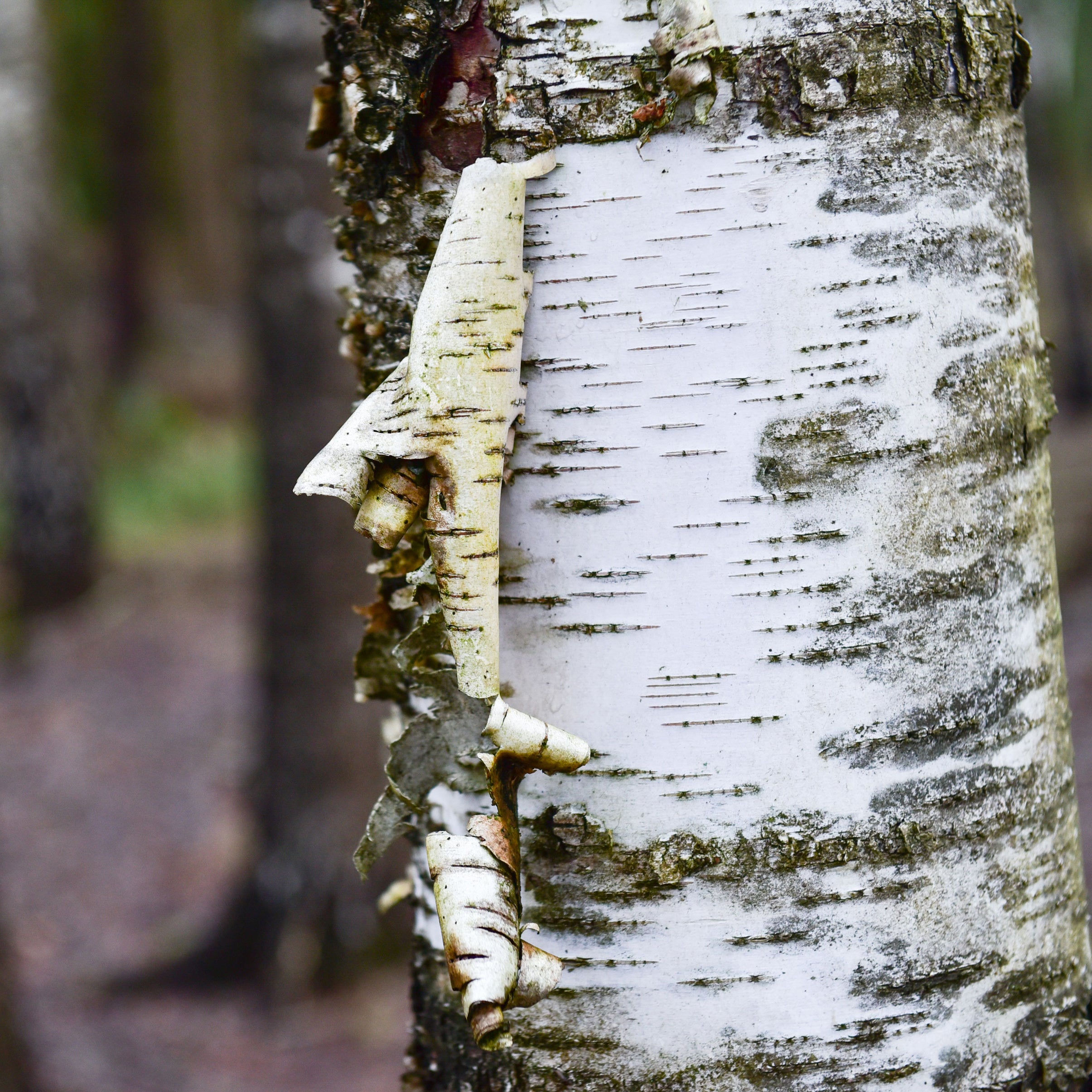 Why birch bark extract Maskwiomin