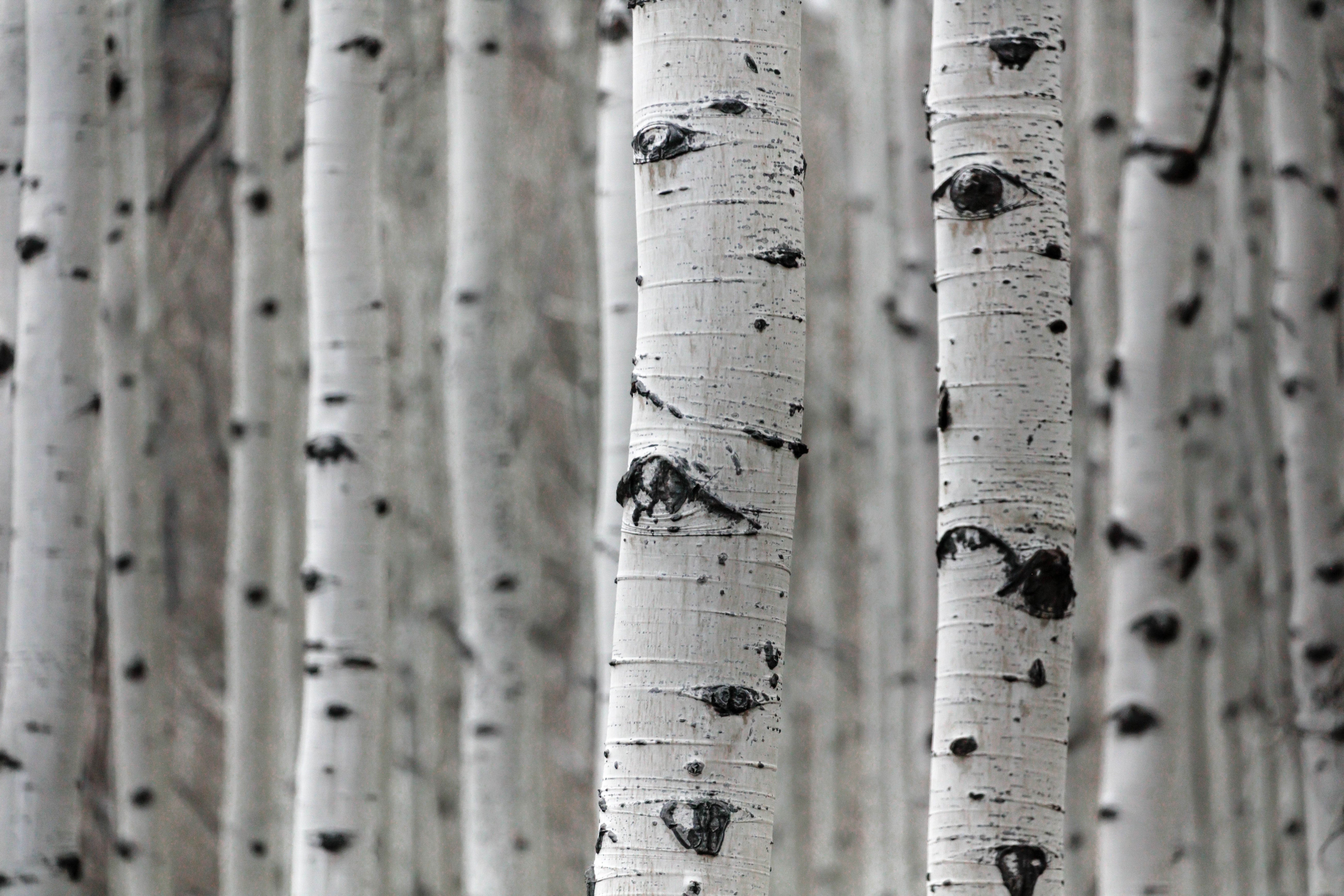 Why birch bark extract Maskwiomin